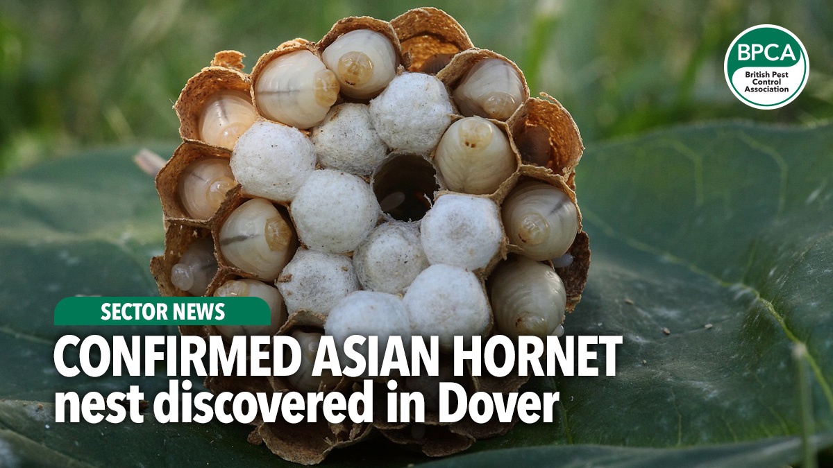 confirmed-asian-hornet-sighting-dover